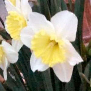 Meet your Posher, Learic